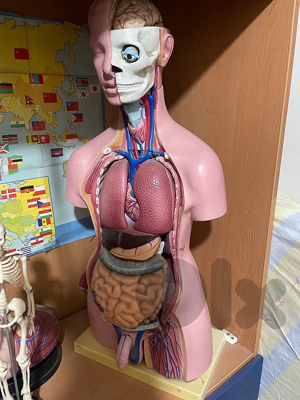 full body scientific anatomical model