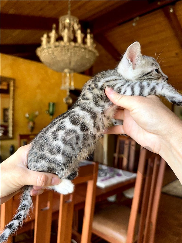 قطه للبيع