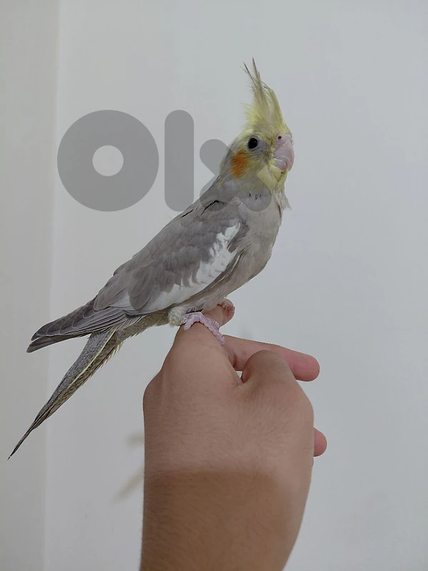 cockatiel supper friendly for sale cockatiel supper friendly for sale