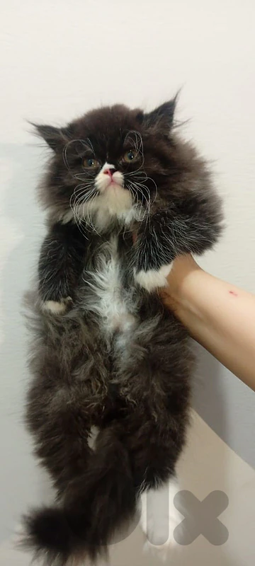 persian