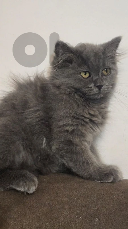 little cute cat