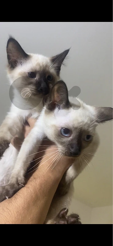 siamois male and female