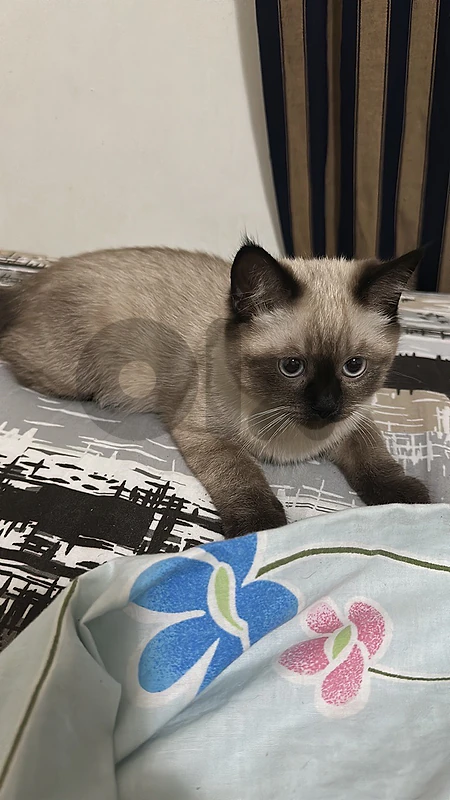 kitten for sale