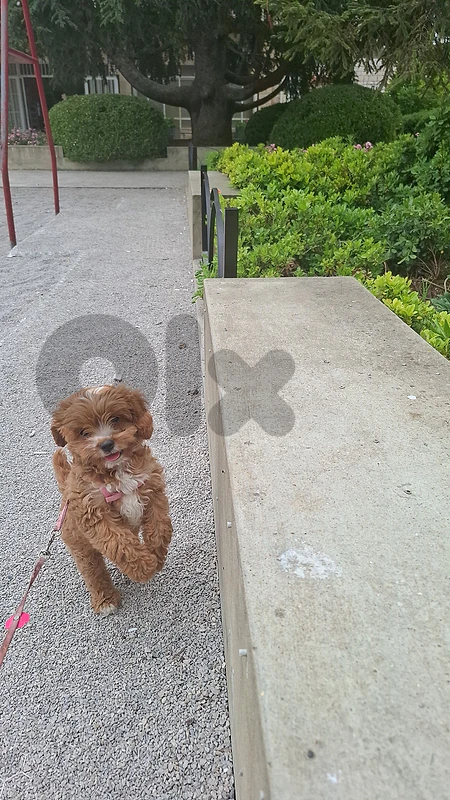 cavapoo 4 months