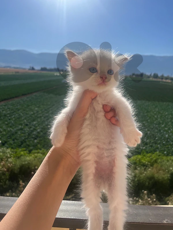 2-Month-Old Kitten for Sale
