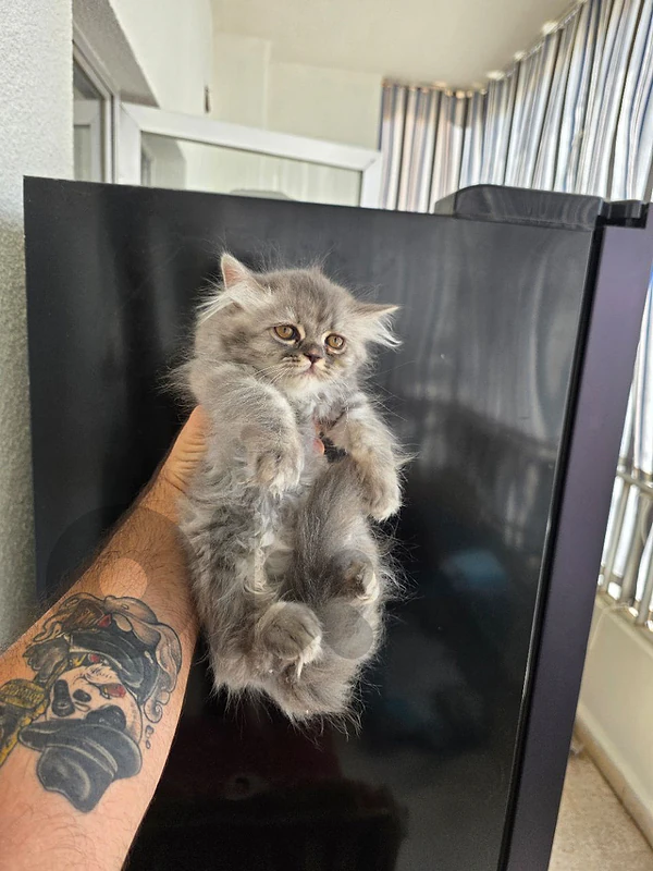 Siberian Himalayan