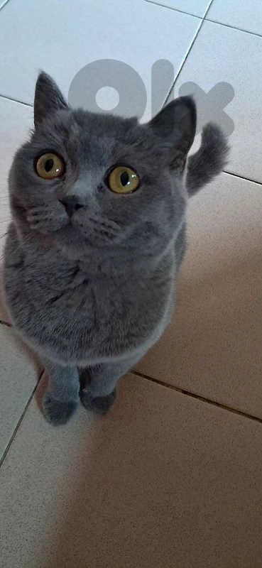 British shorthair cat.