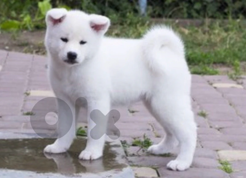beautiful japanese akita