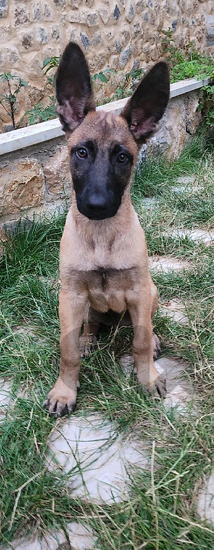 pure bred malinois dog 2 month.  150$ _ phone number 71559511.