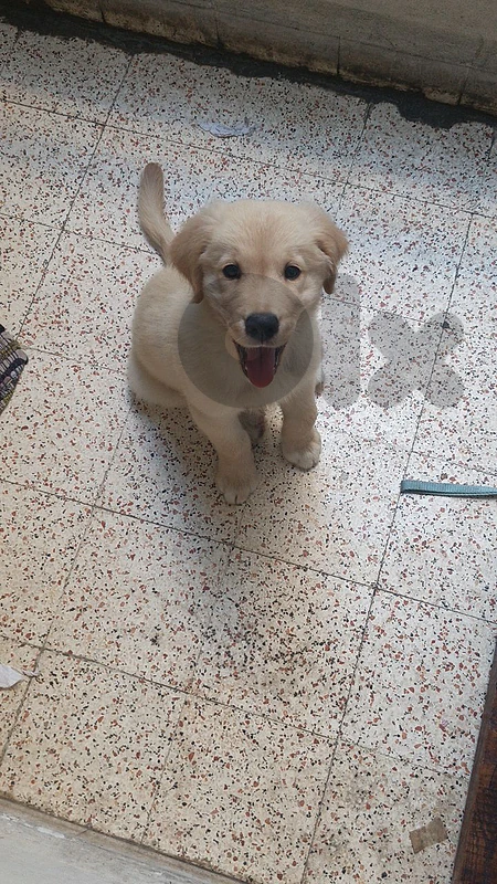 golden retriever