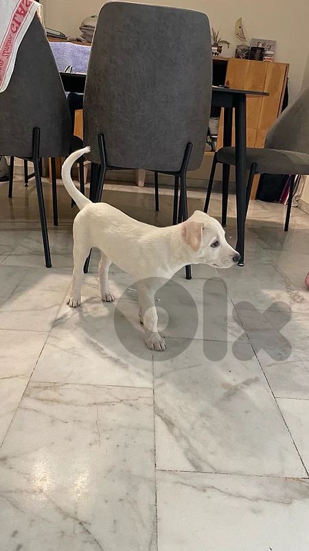 puppy for adoption
