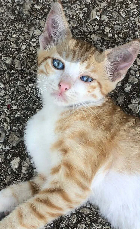 FOR ADOPTION!