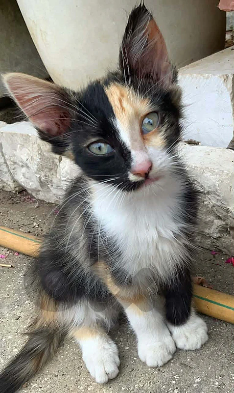 FOR ADOPTION!