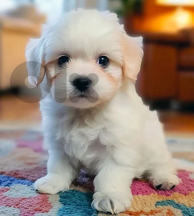 bichon maltese