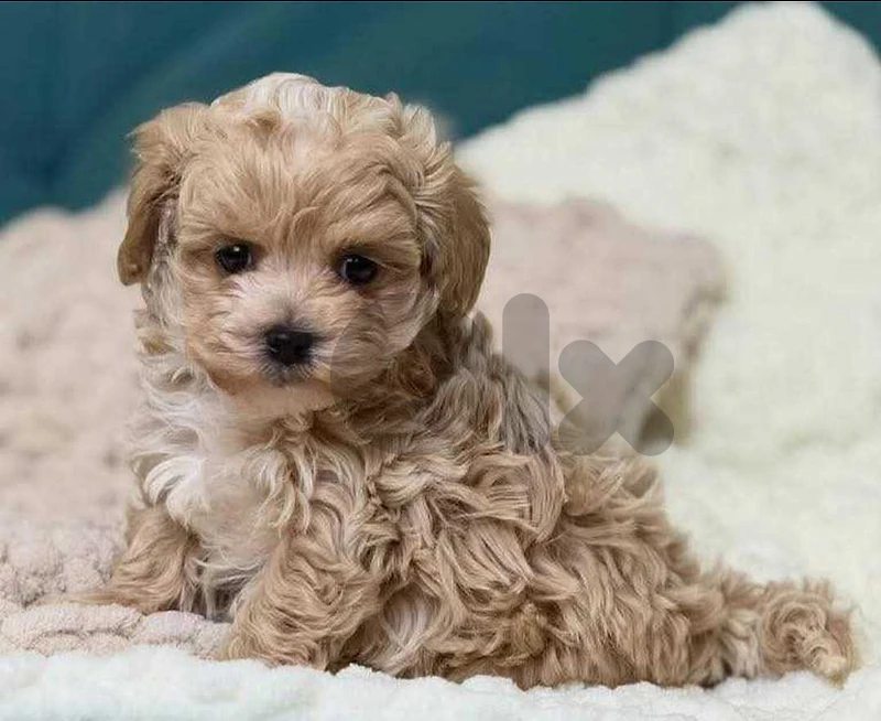 maltipoo