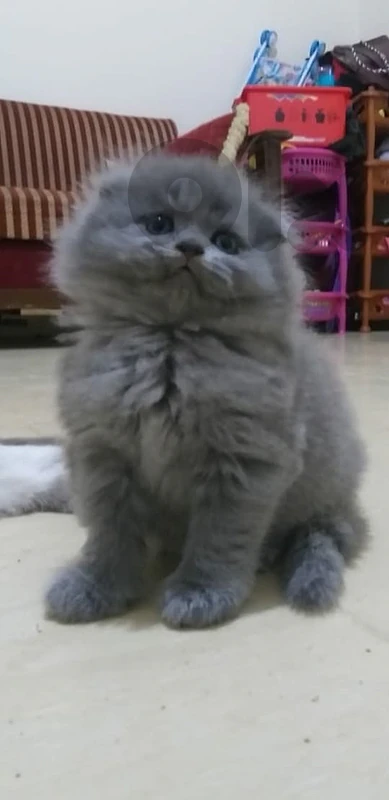 Scottish fold long hair Kitten Available