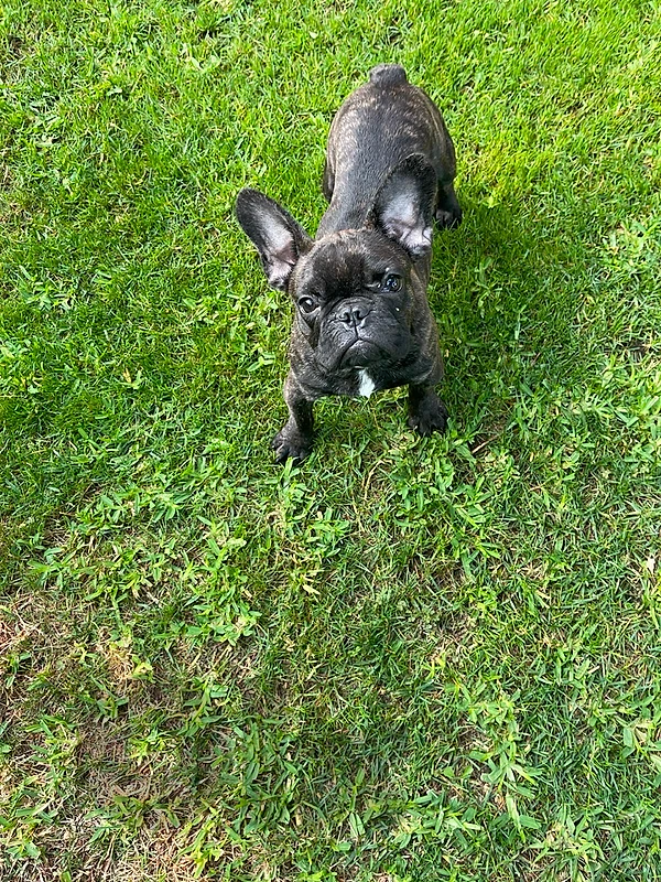 french bulldog