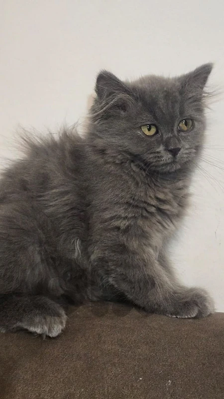 little cute cat