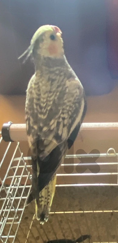 cockatiel bird