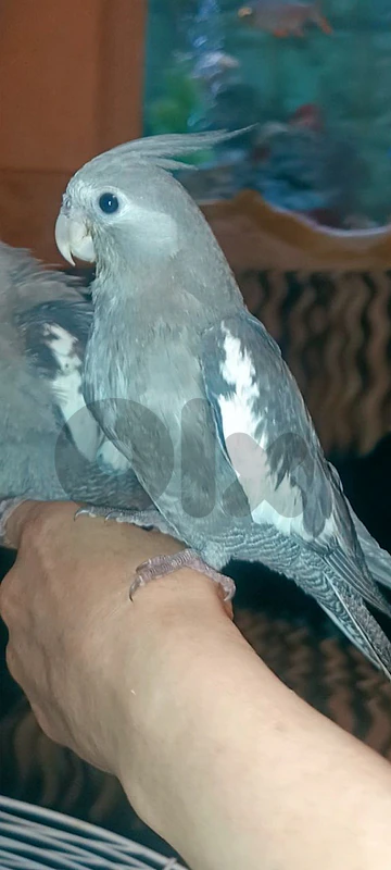 جوز كوكتيل كروان سينامون