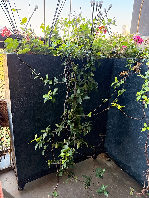 big plants pots