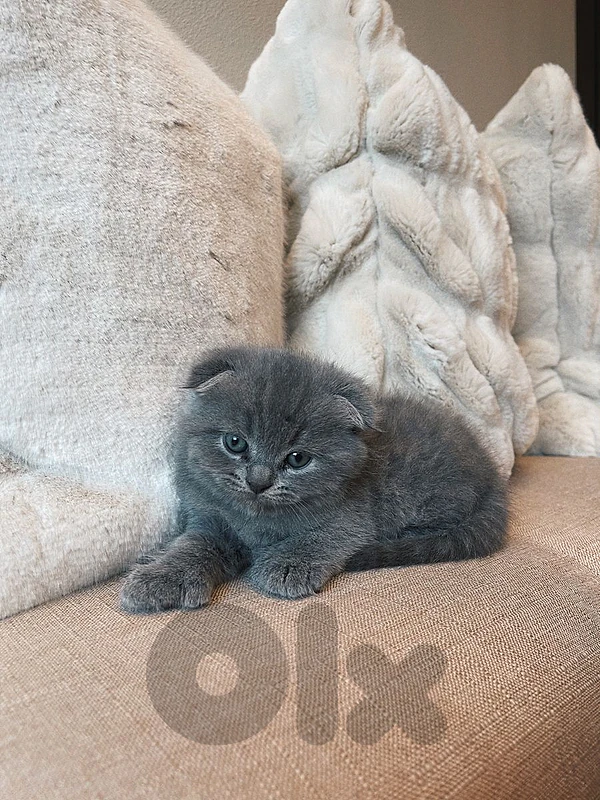 pure scottish fold and British kittens HIGHEST QUALITY
