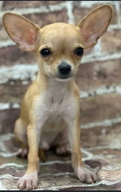 chiwawa