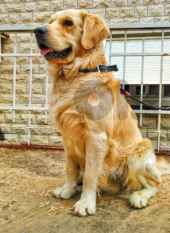 golden retriever