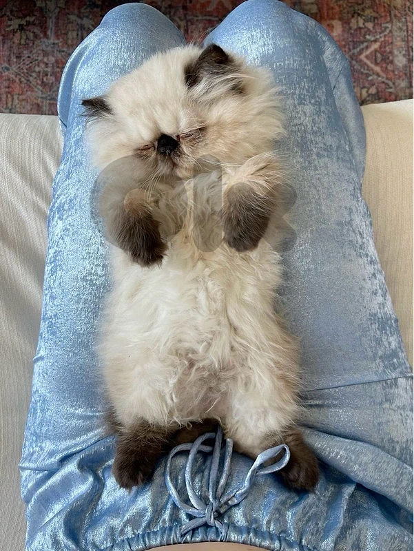 Persian himalayan very high quality
