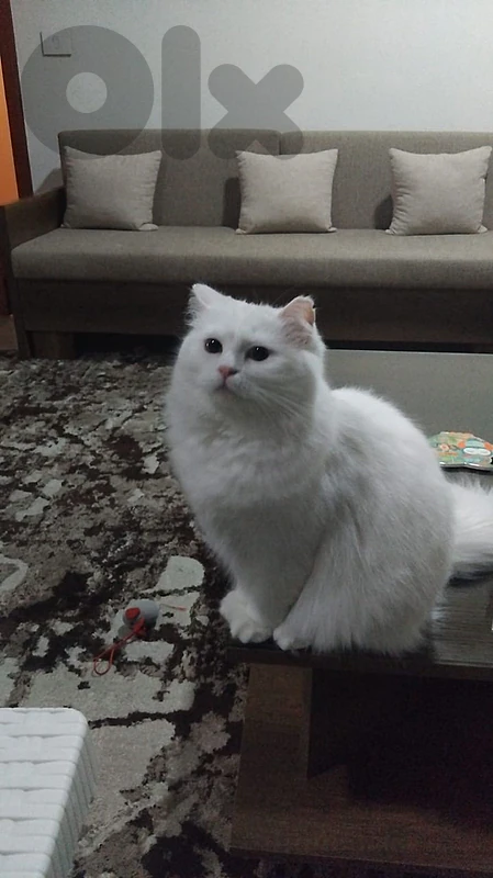 cats for adoption