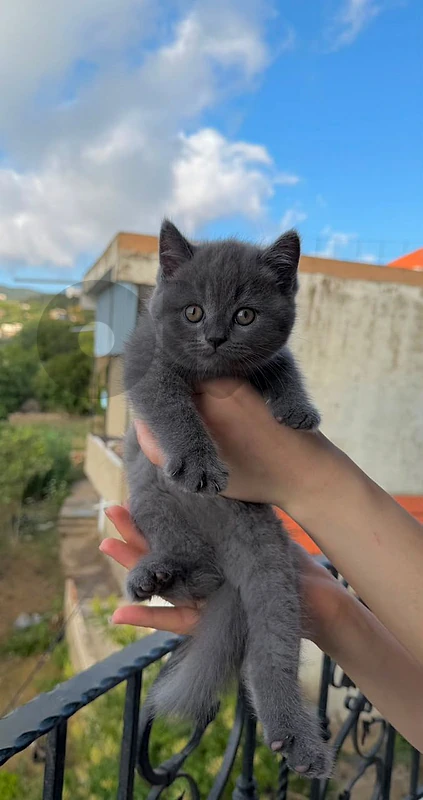 british shorthair males