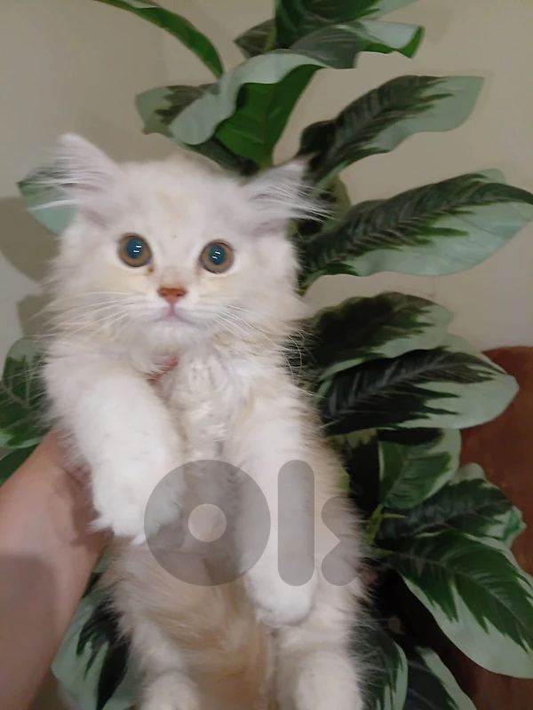 kitten
