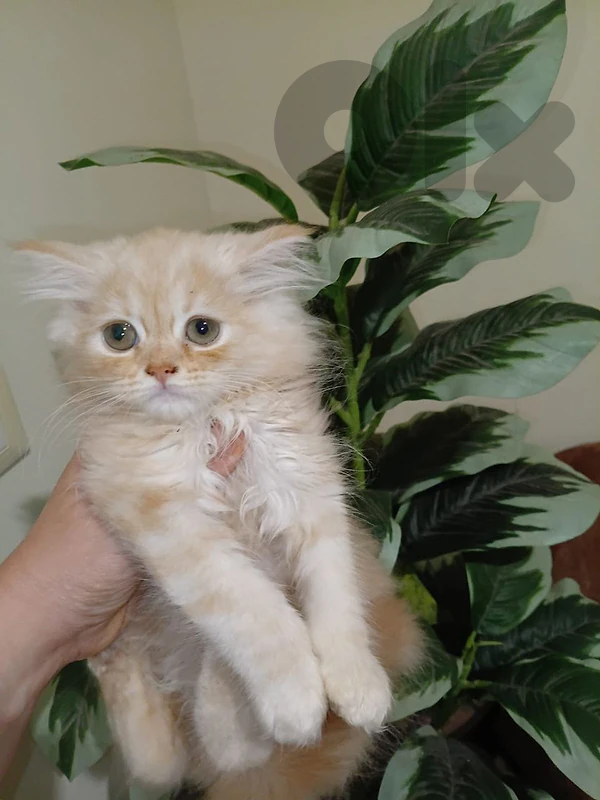 male and female 78986472