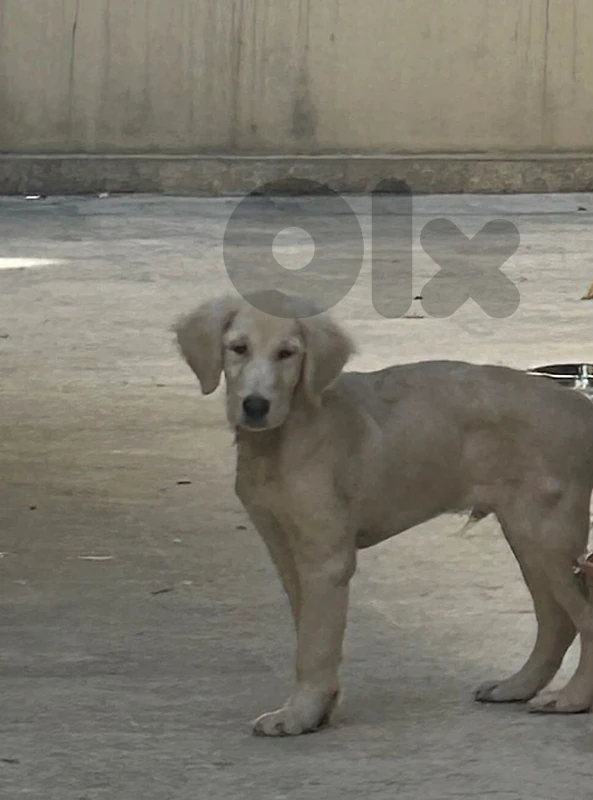 golden retreiver for sale