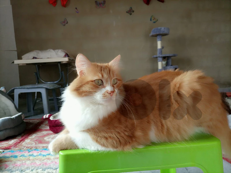Ginger cat for Adoption