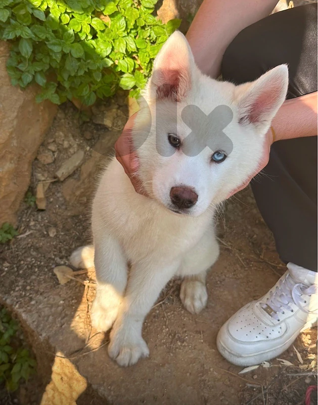 4 month husky