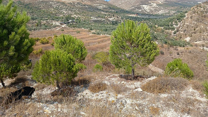 أرض للبيع في ميمس حاصبيا land for sale in hasbaya