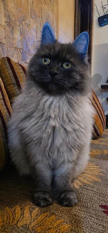 cat for sale