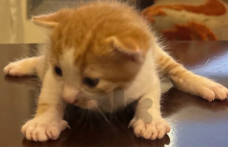 for adoption