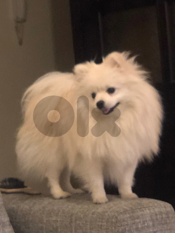 pomeranian for marriage pomeranian for marriage