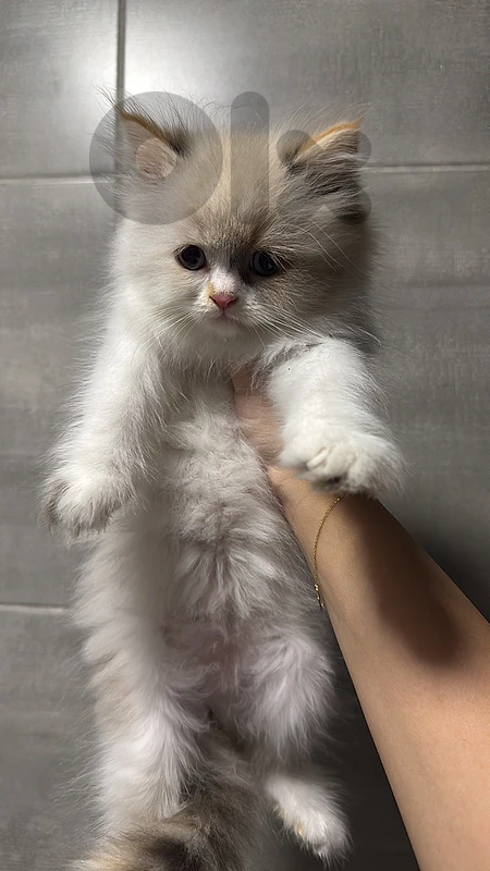ragdoll female