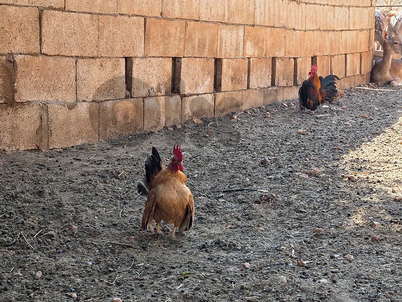 Serama Chicken
