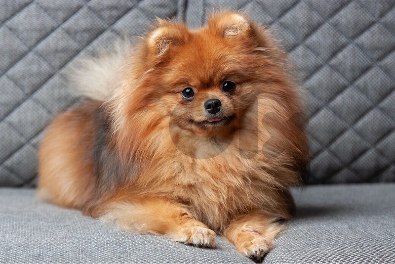 pomeranian full vaccinated
