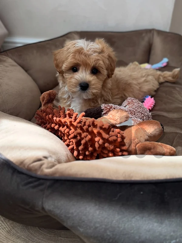 ✨ Maltipoo magic in every little step 🐾🤍

/Dog/  Available In store