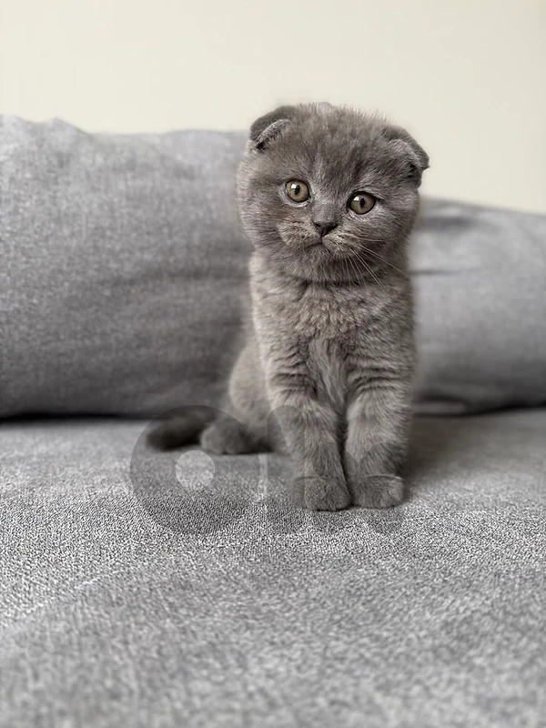 Charming Scottish Kitten Available in Store Delivery Cat قطط