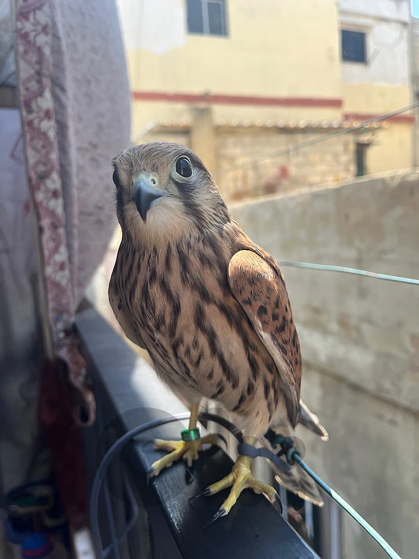 باشق مروض و مدرب بيجي عالايد