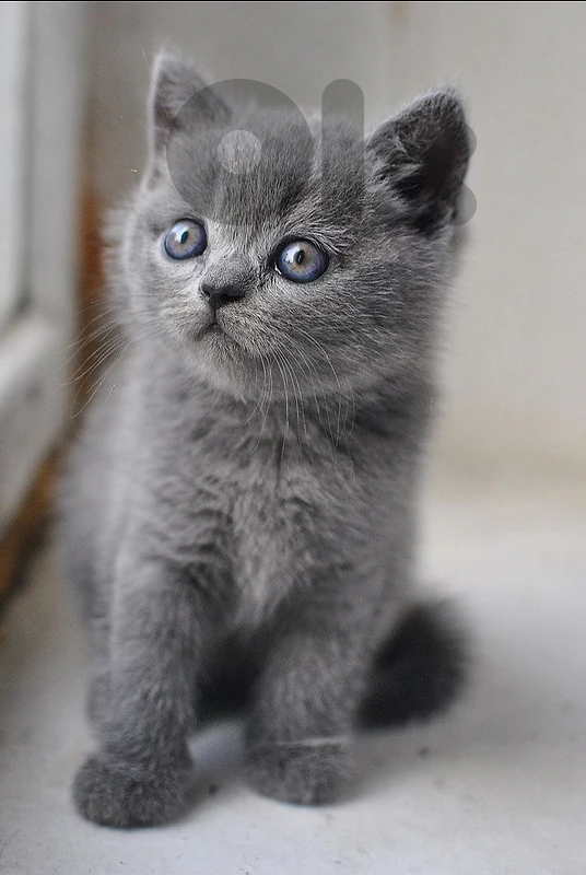 British Shorthair Kitten – Purebred & Adorable! 🐾