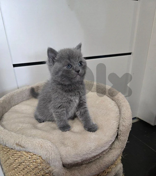 Premium British Shorthair Kitten Available 💙