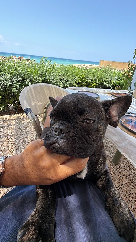 french bulldog male