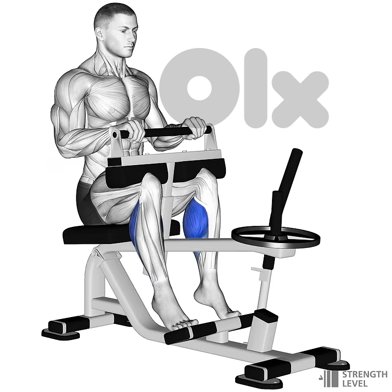 Seated Calf Raise Machine with Weighted 4x10Kg and 2x5Kg Seated Calf Raise Machine with Weighted 4x10Kg and 2x5Kg